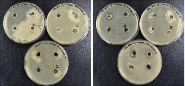 biomedres-openaccess-journal-bjstr