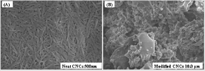 biomedres-openaccess-journal-bjstr