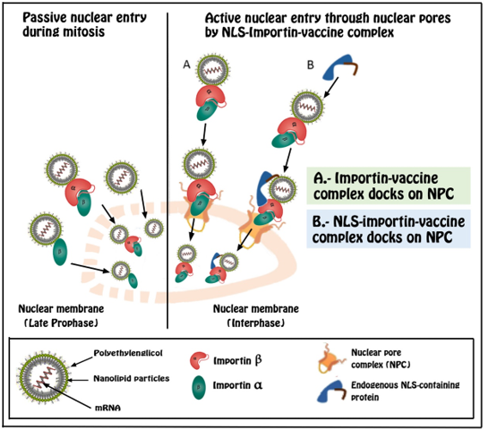 biomedres-openaccess-journal-bjstr
