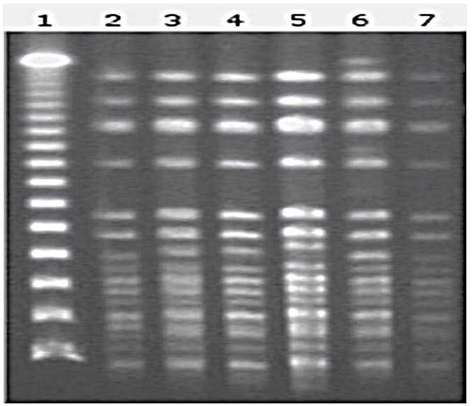 biomedres-openaccess-journal-bjstr