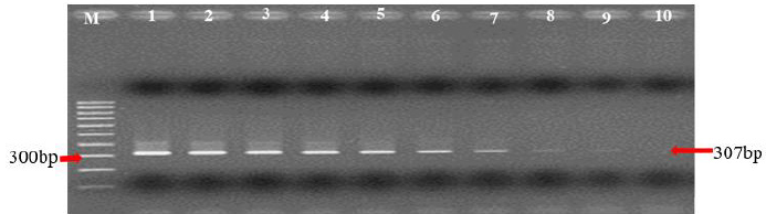 biomedres-openaccess-journal-bjstr