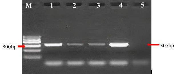 biomedres-openaccess-journal-bjstr