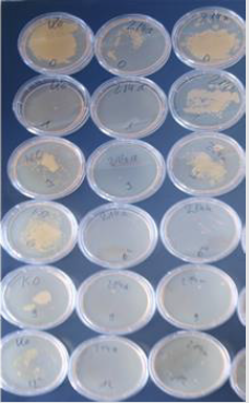 biomedres-openaccess-journal-bjstr