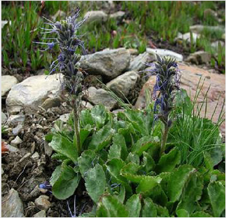 biomedres-openaccess-journal-bjstr