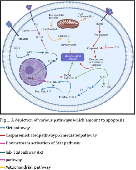 biomedres-openaccess-journal-bjstr