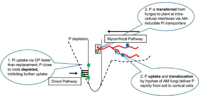 biomedres-openaccess-journal-bjstr