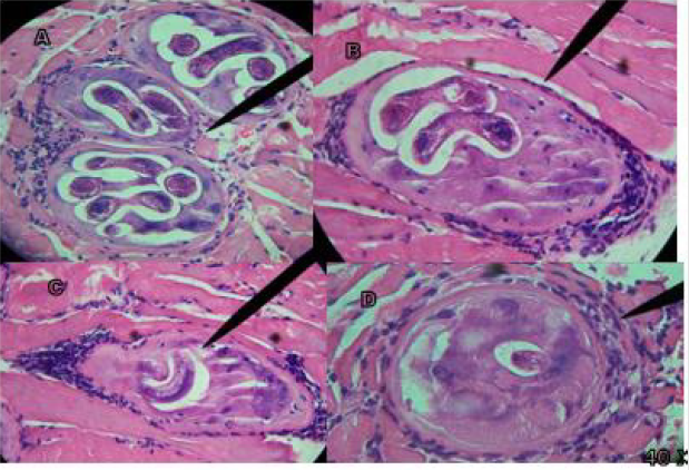 biomedres-openaccess-journal-bjstr