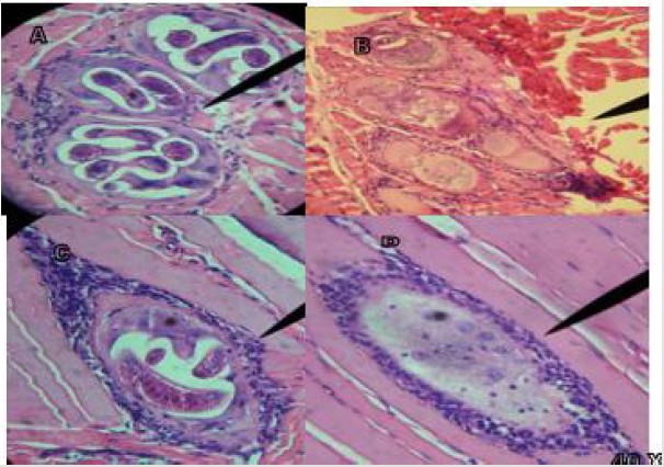 biomedres-openaccess-journal-bjstr