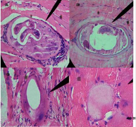 biomedres-openaccess-journal-bjstr