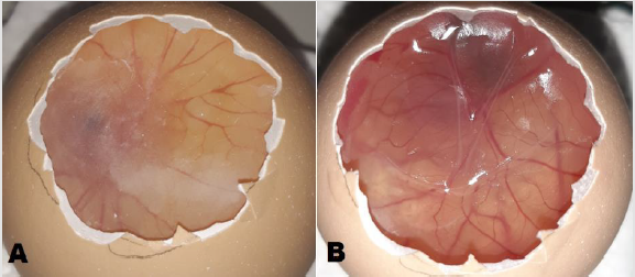 biomedres-openaccess-journal-bjstr