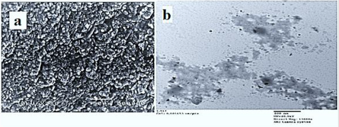 biomedres-openaccess-journal-bjstr