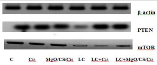 biomedres-openaccess-journal-bjstr