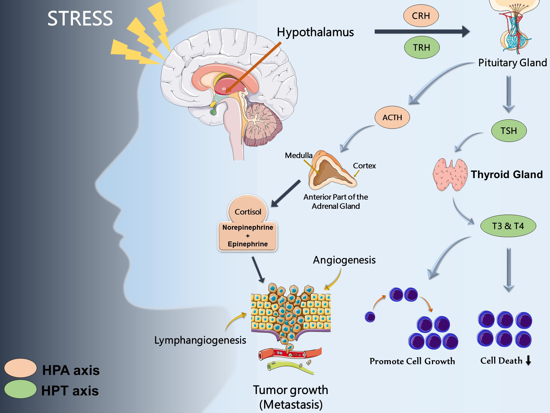 biomedres-openaccess-journal-bjstr
