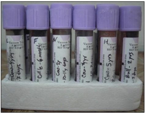 biomedres-openaccess-journal-bjstr