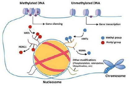 biomedres-openaccess-journal-bjstr