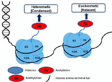 biomedres-openaccess-journal-bjstr