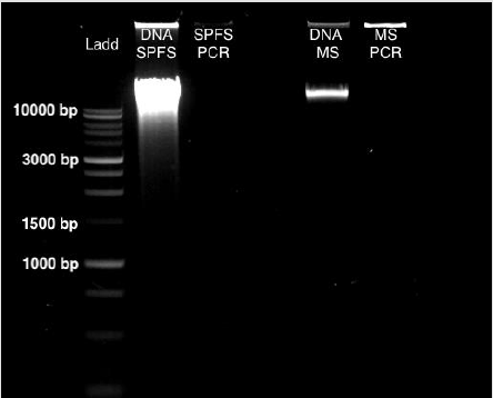 biomedres-openaccess-journal-bjstr