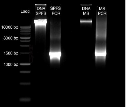 biomedres-openaccess-journal-bjstr