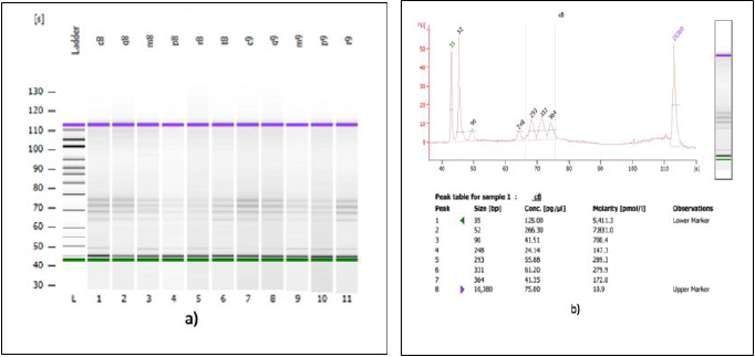 biomedres-openaccess-journal-bjstr