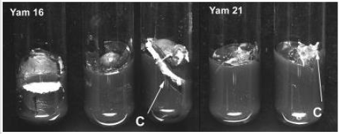 biomedres-openaccess-journal-bjstr