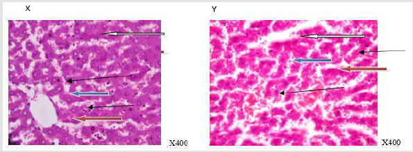 biomedres-openaccess-journal-bjstr