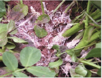 biomedres-openaccess-journal-bjstr