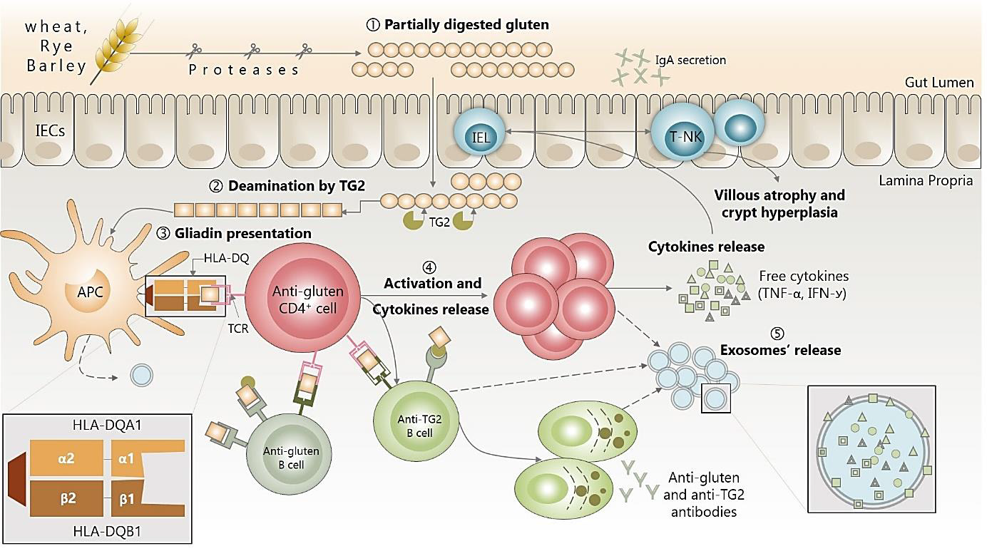 biomedres-openaccess-journal-bjstr