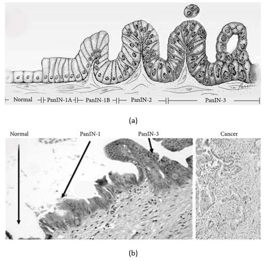 biomedres-openaccess-journal-bjstr