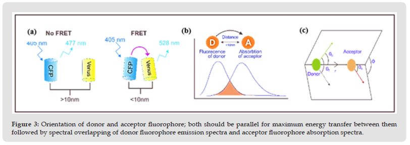 Click here to view Large Figure 3 biomedres-openaccess-journal-bjstr